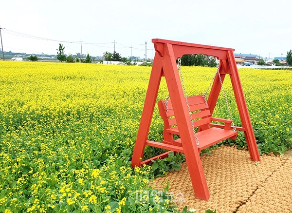 천안시, 국보 제7호 봉선 홍경사 주변 유채꽃밭 조성