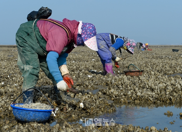 홍성군, 겨울철 별미 바다의 우유 굴 수확